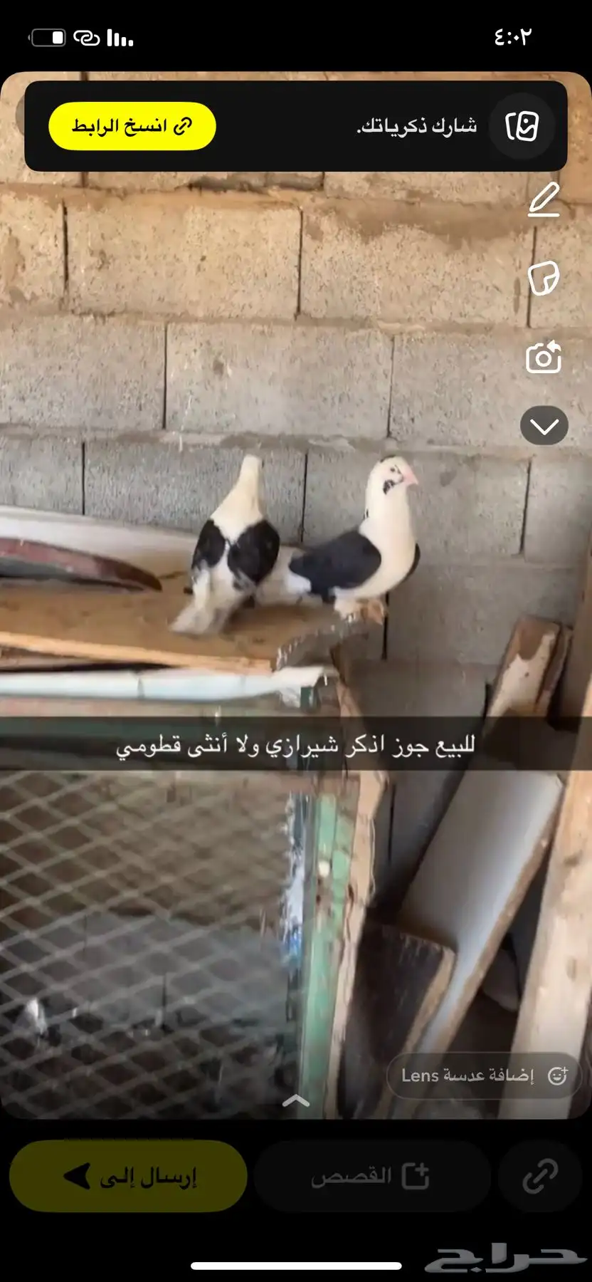 حمام شيرازي 1