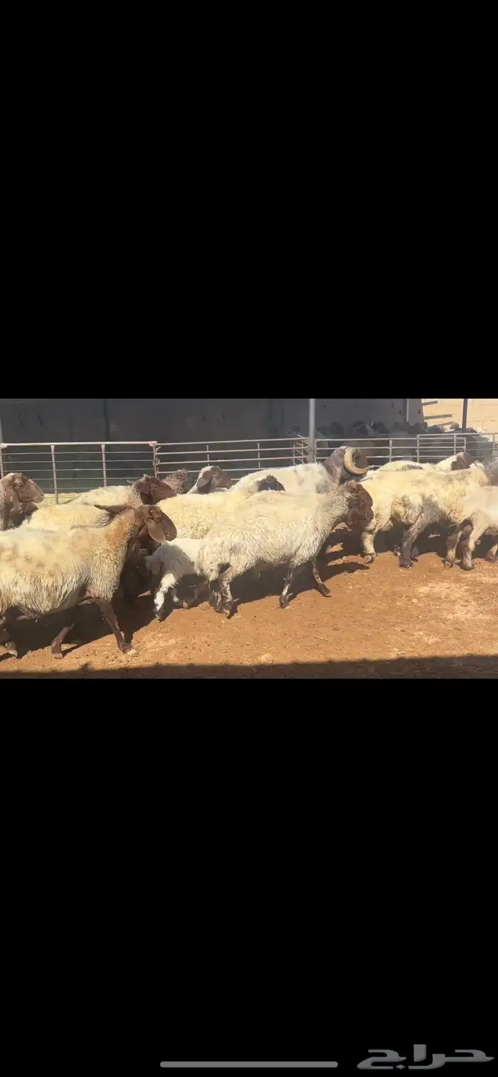 غنم نعيم مطافيل فاخره 2