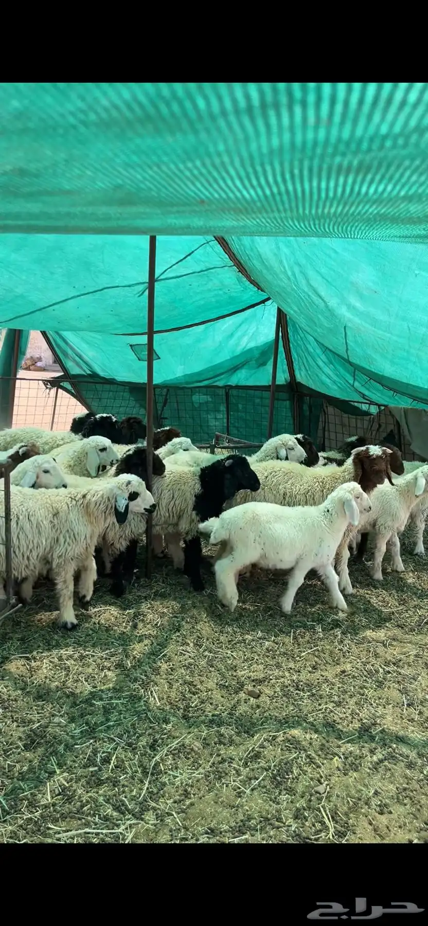 بهم اعمره من الخمسه الئ اثلثه 1