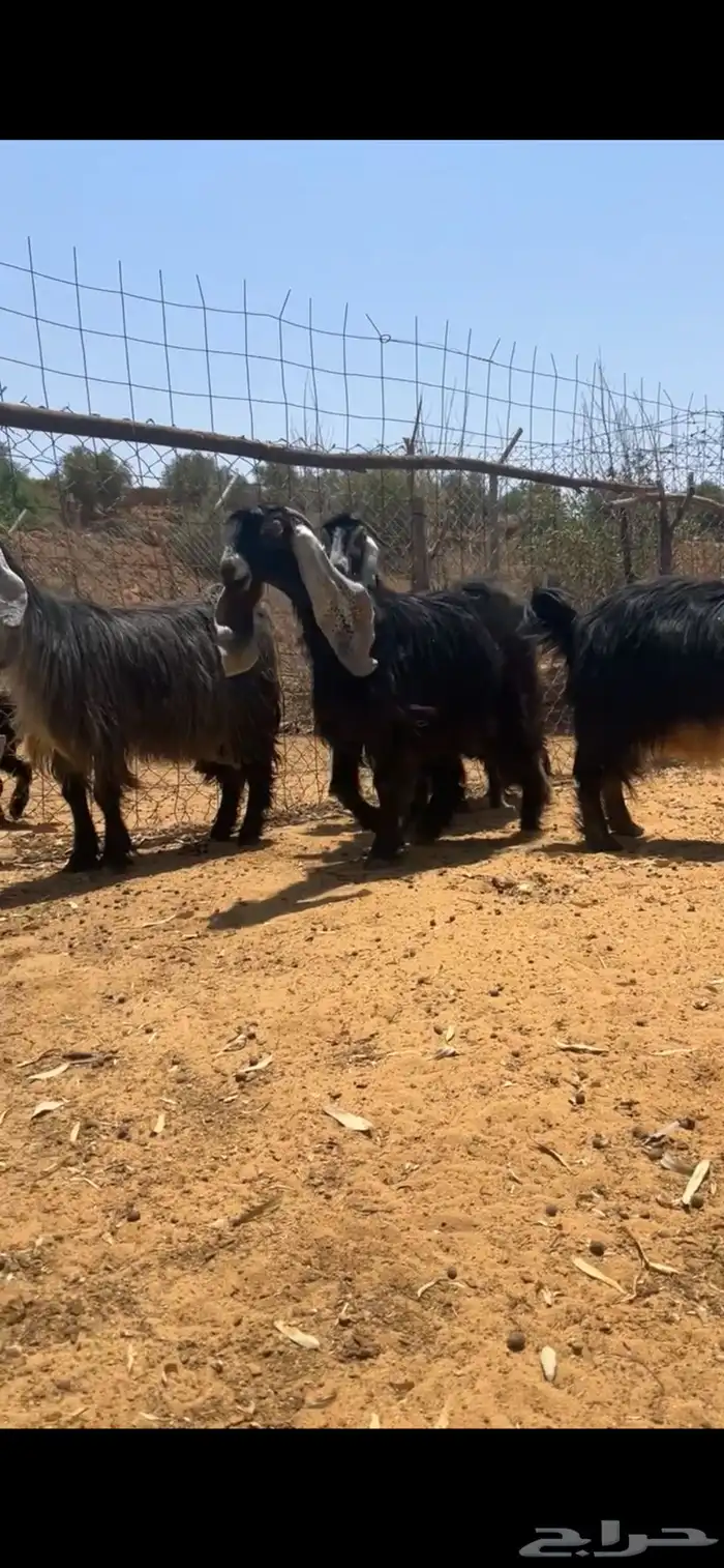 معزا عوارض 7