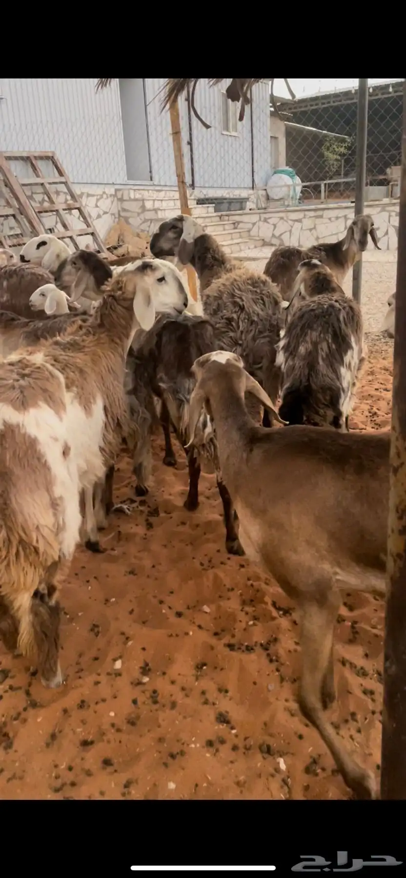 سواكن درمانيات صنف دفيع ومواليد جذعات 3