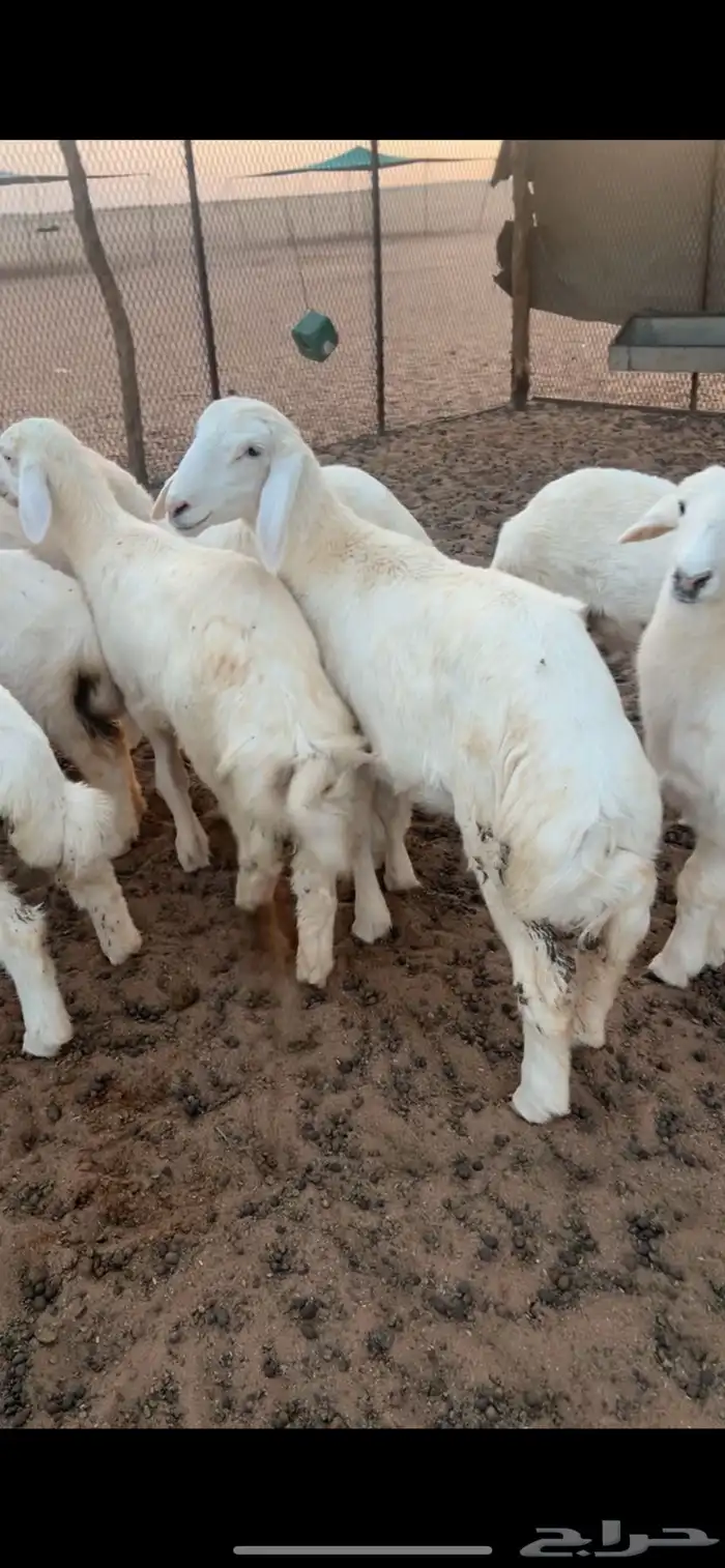 رخال حريه صنف 3