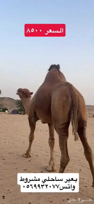 بعير جمل ساحلي(( تم البيع )) 0