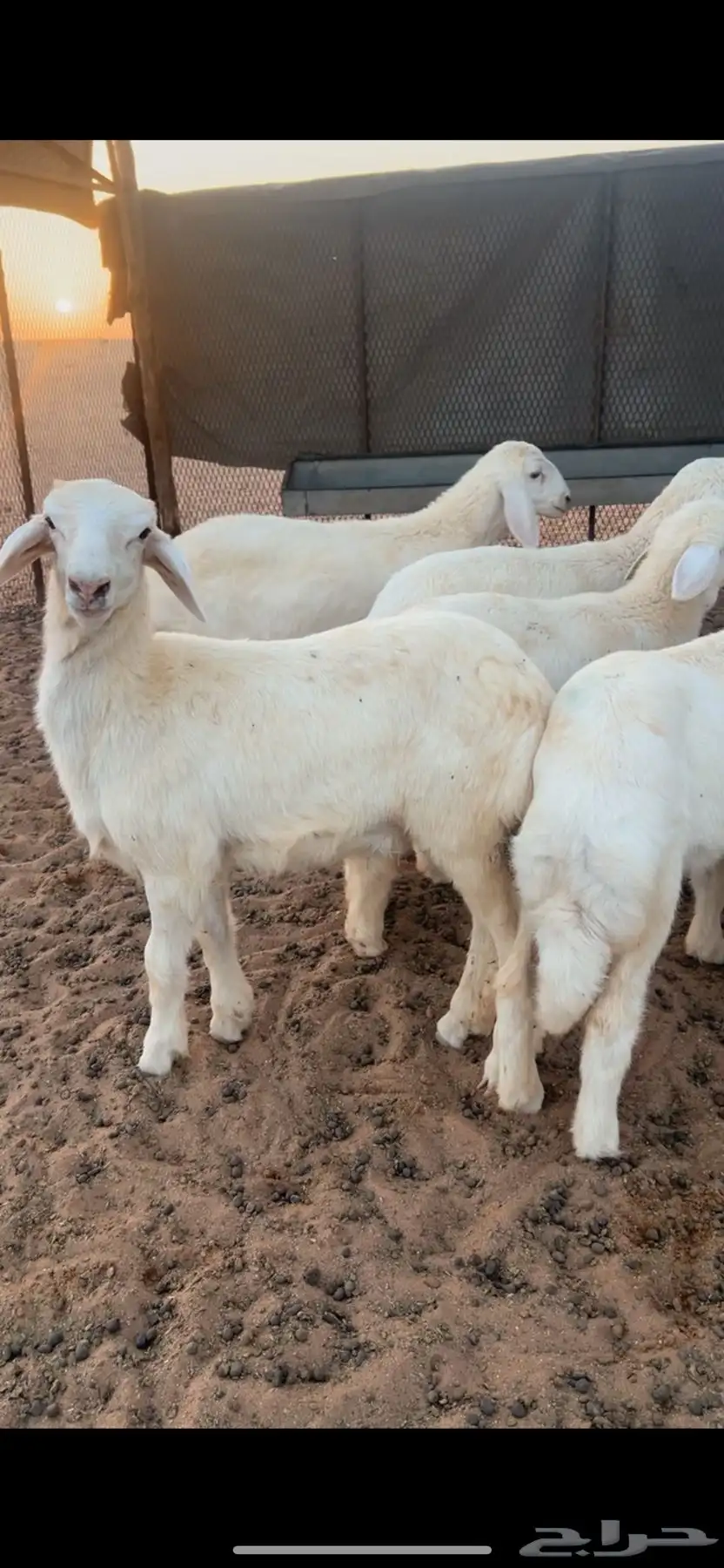 رخال حريه صنف 0