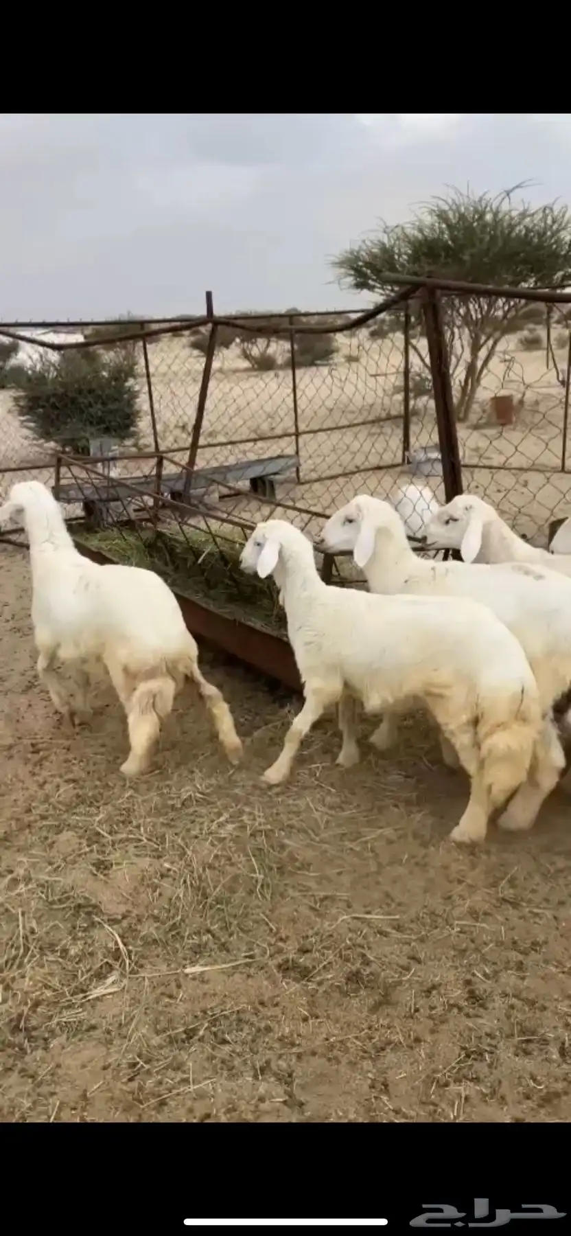 خرفان طليان سمان ذبايح 1