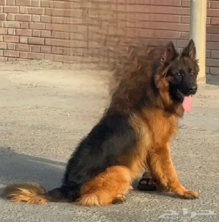 للبيع فحل جيرمن شيبرد لونق هير شولاين 0