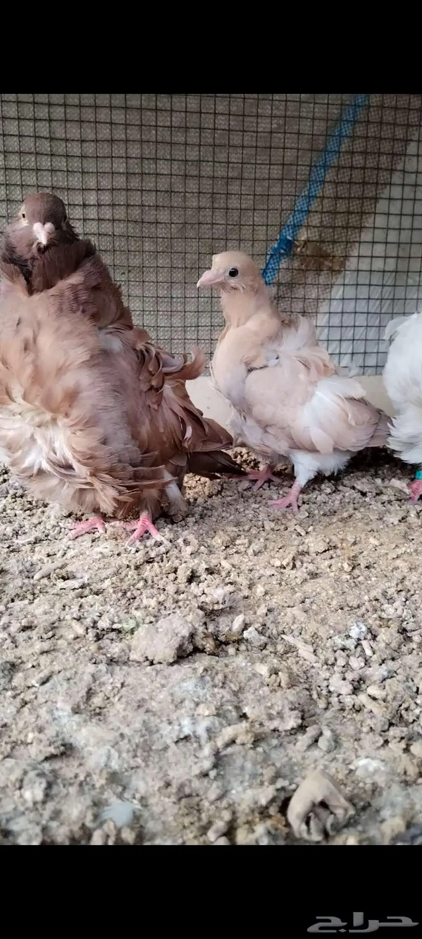 للبيع جوز كشكي منتج تحته فرخ index