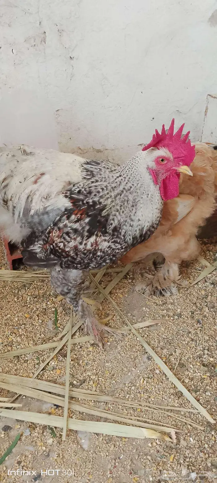 دجاج براهما على بيض وثلاثه فروخ وديك 0