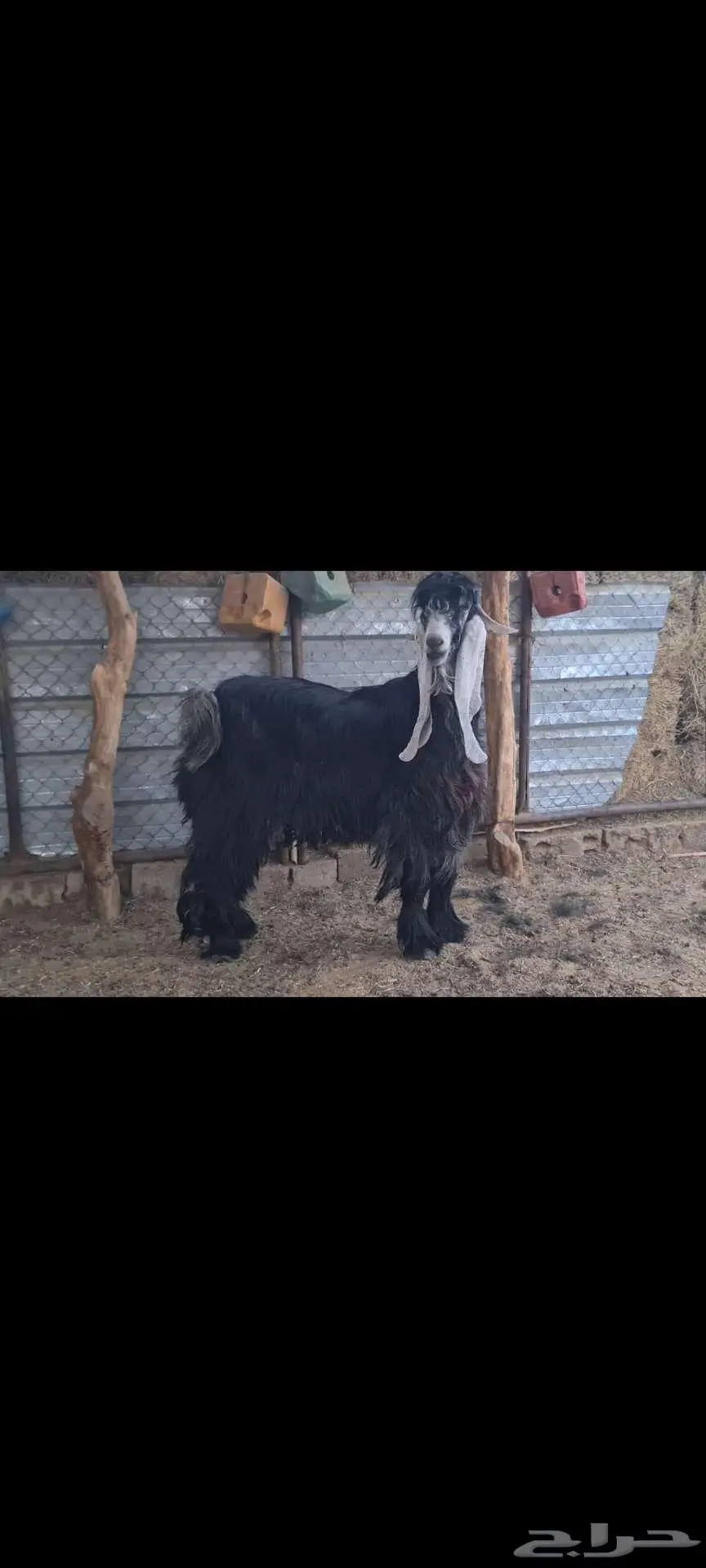 فحل عارضي طيب منتج 0