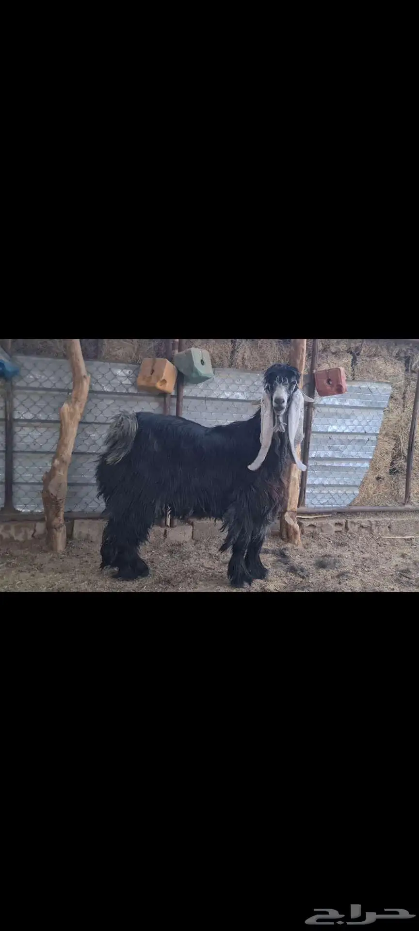 فحل عارضي طيب منتج 1