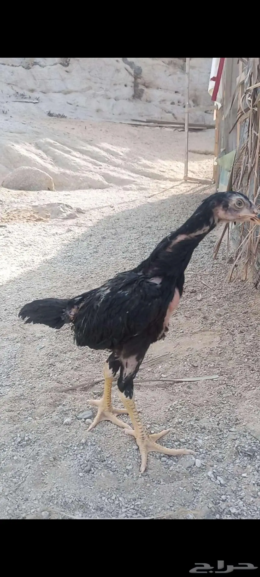 فروخ شامو ألماني هزاز 6