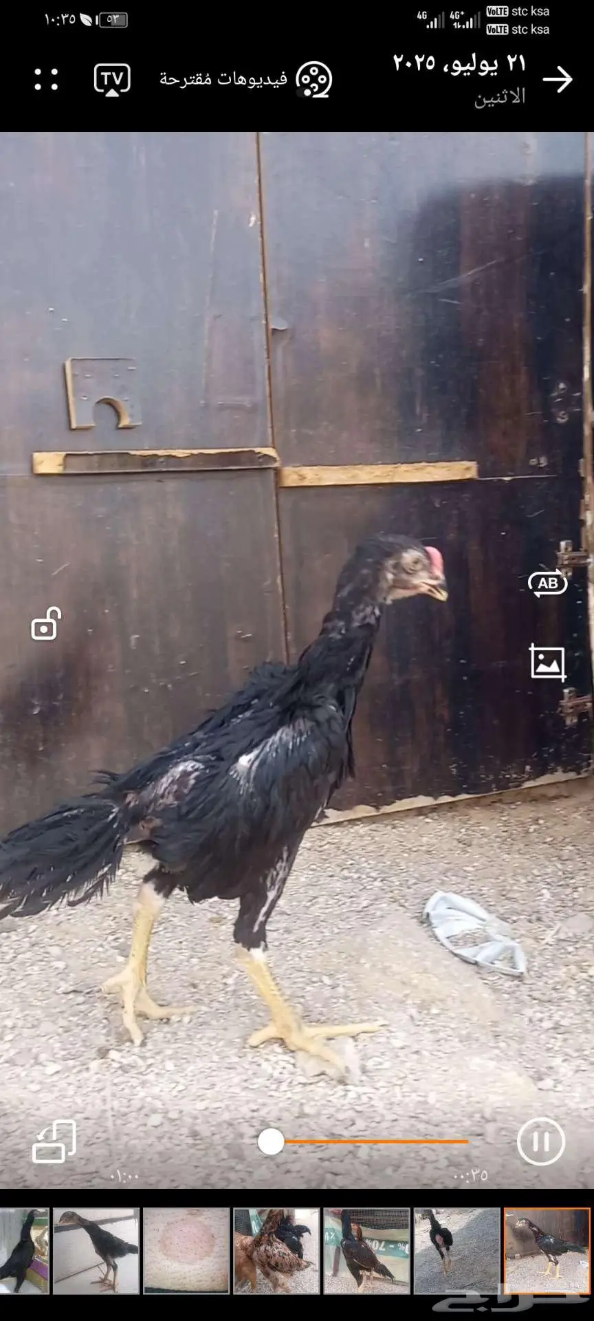 فروخ شامو ألماني هزاز 8