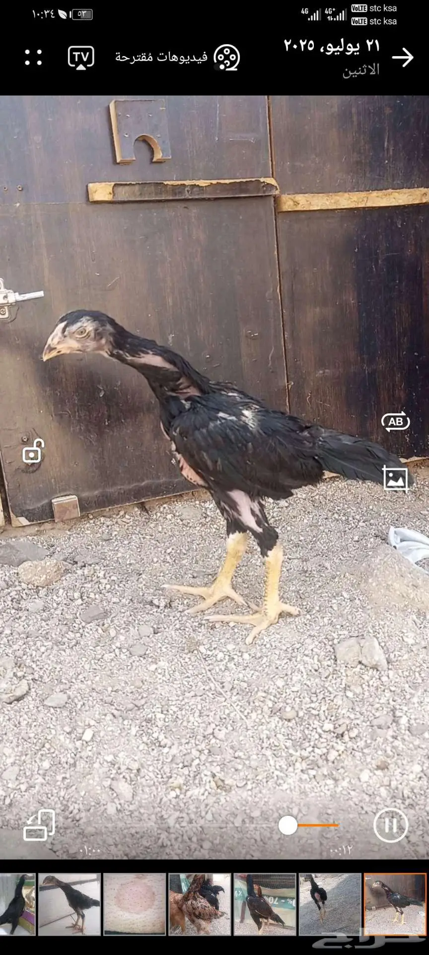 فروخ شامو ألماني هزاز 4