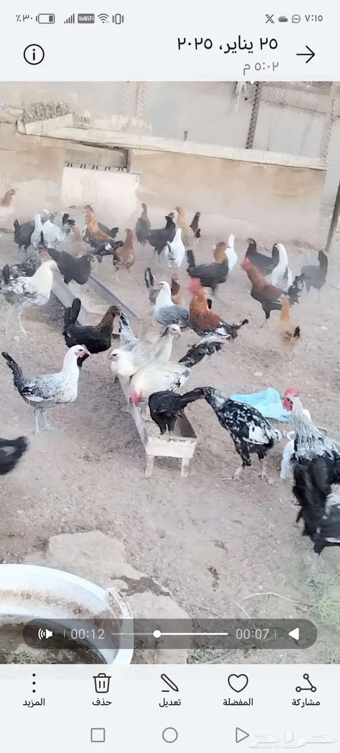 دجاج بياض 0