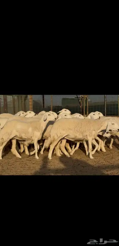 رخال حريات صنف نوادر للبيع 2