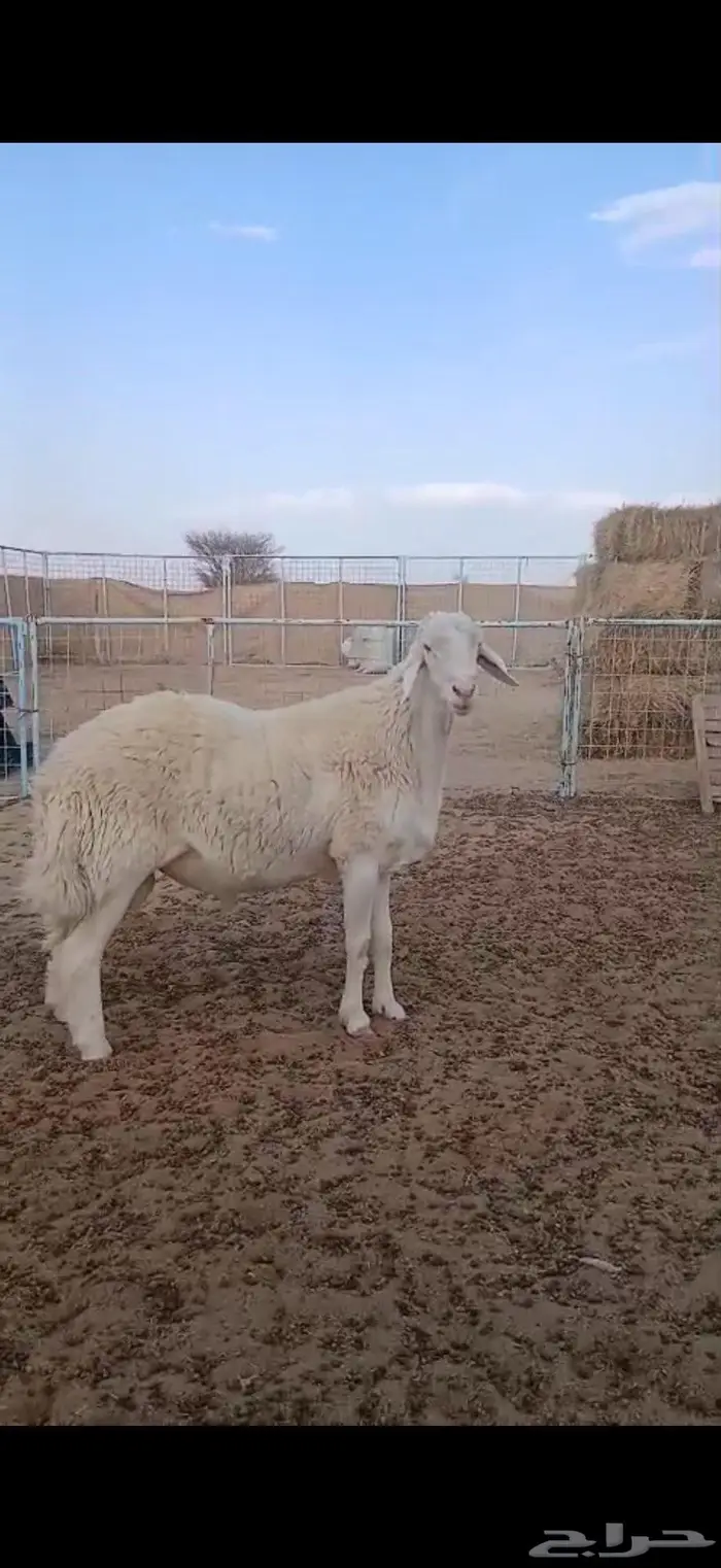 فحل حري مشروط 5