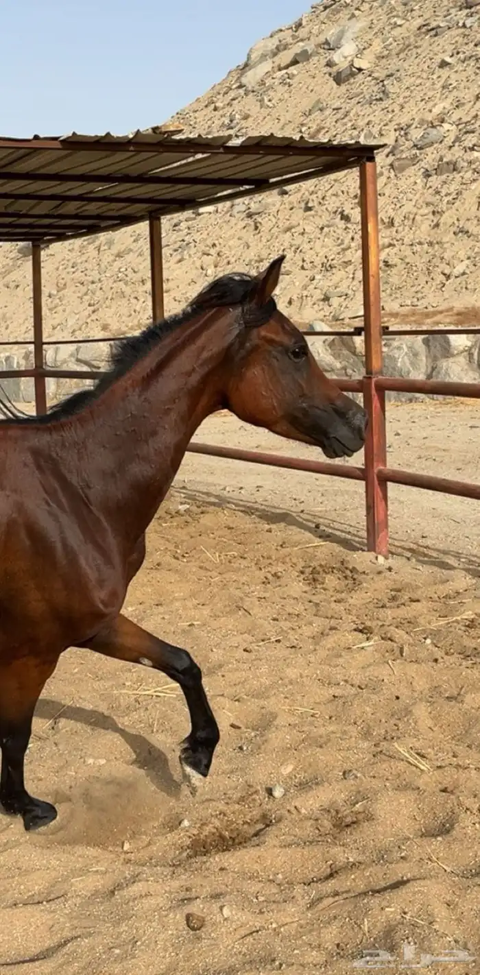 مهرة واهو 0