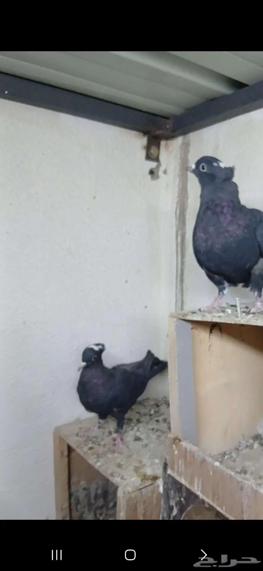 جوز قطايف سود مقنبرات معاريف 0
