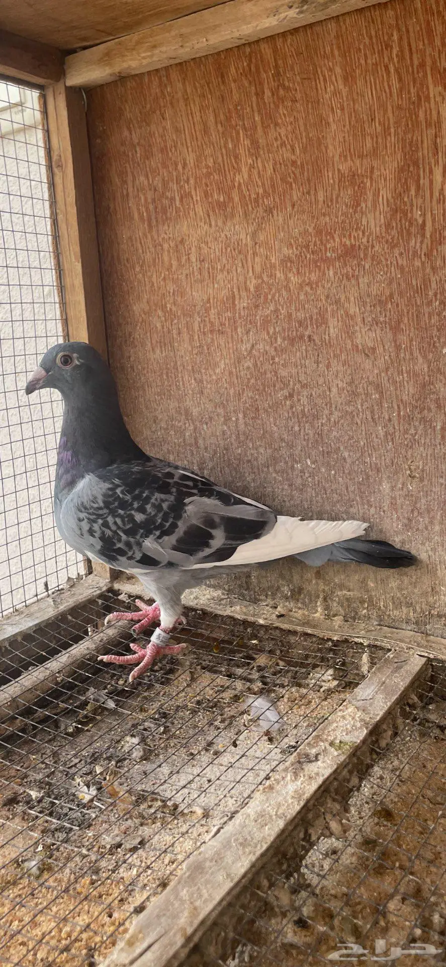 زاجل سباق 4