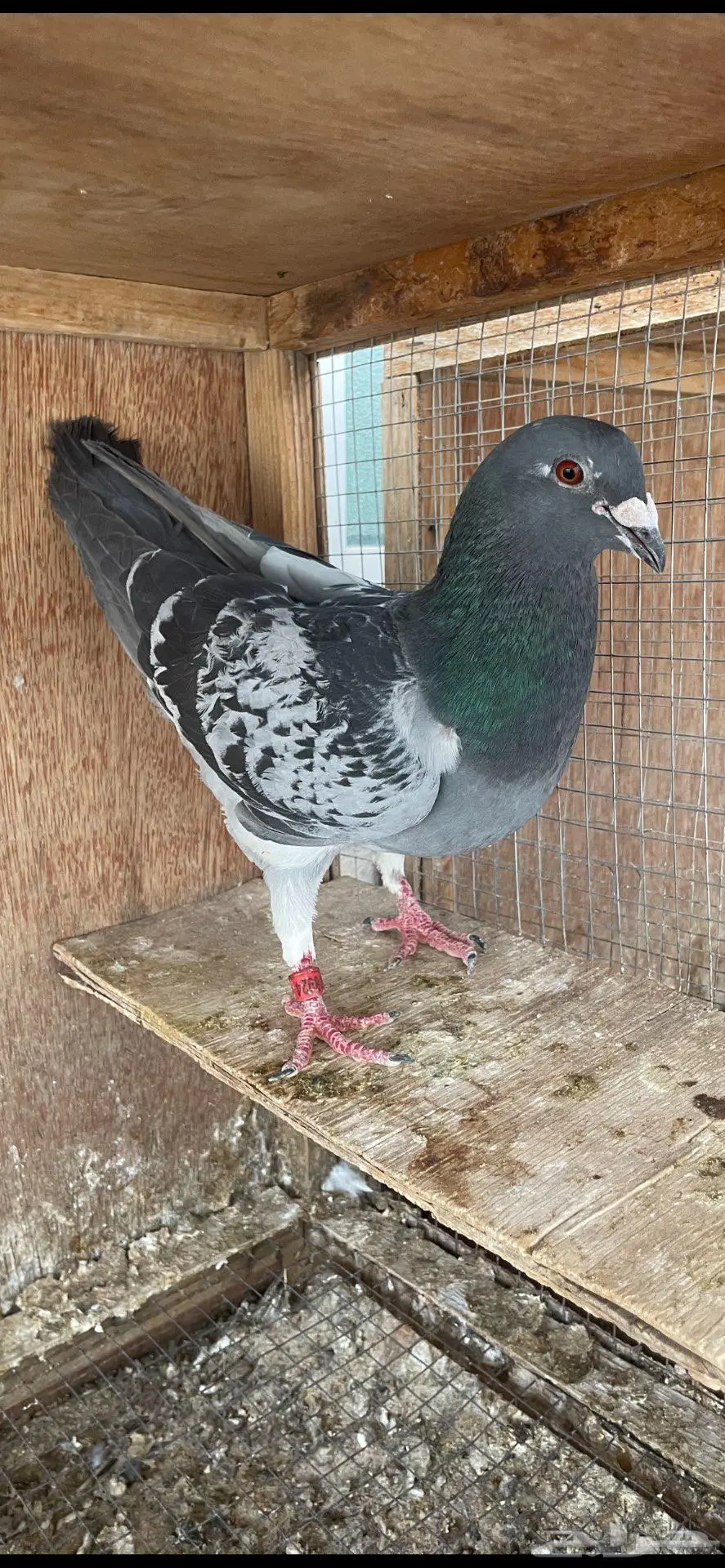 زاجل سباق 3
