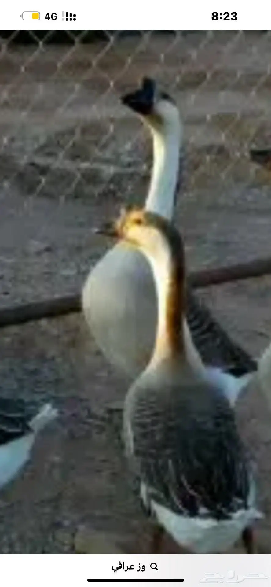 وز عراقي منتج 0