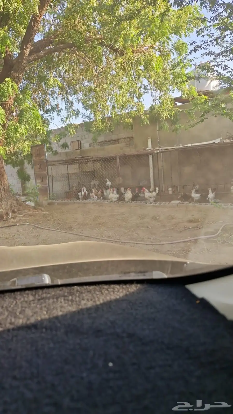 دجاج فرنسي كولومبي ودجاج بلدي وباكستاني 1