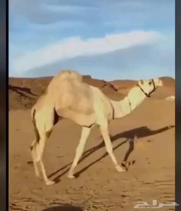 فحل كفوو 0