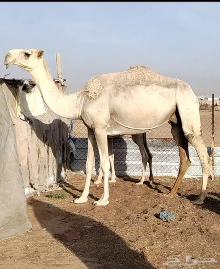 ناقة شقحا عشرا ثنية 0