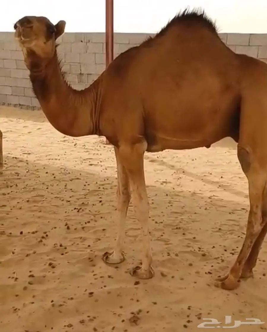 قعود مفرود كفوو سليم من جميع الامراض 0