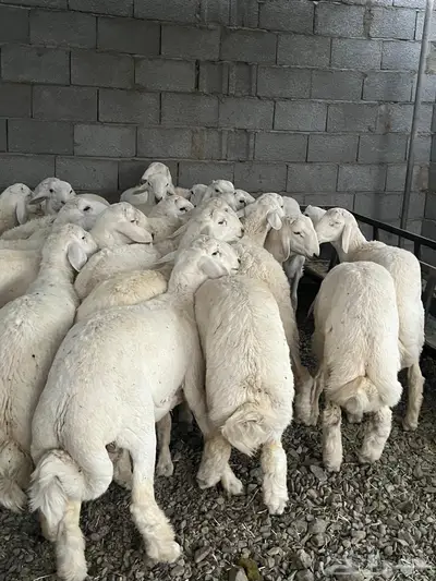 طليان حري ذبائح جبره 0