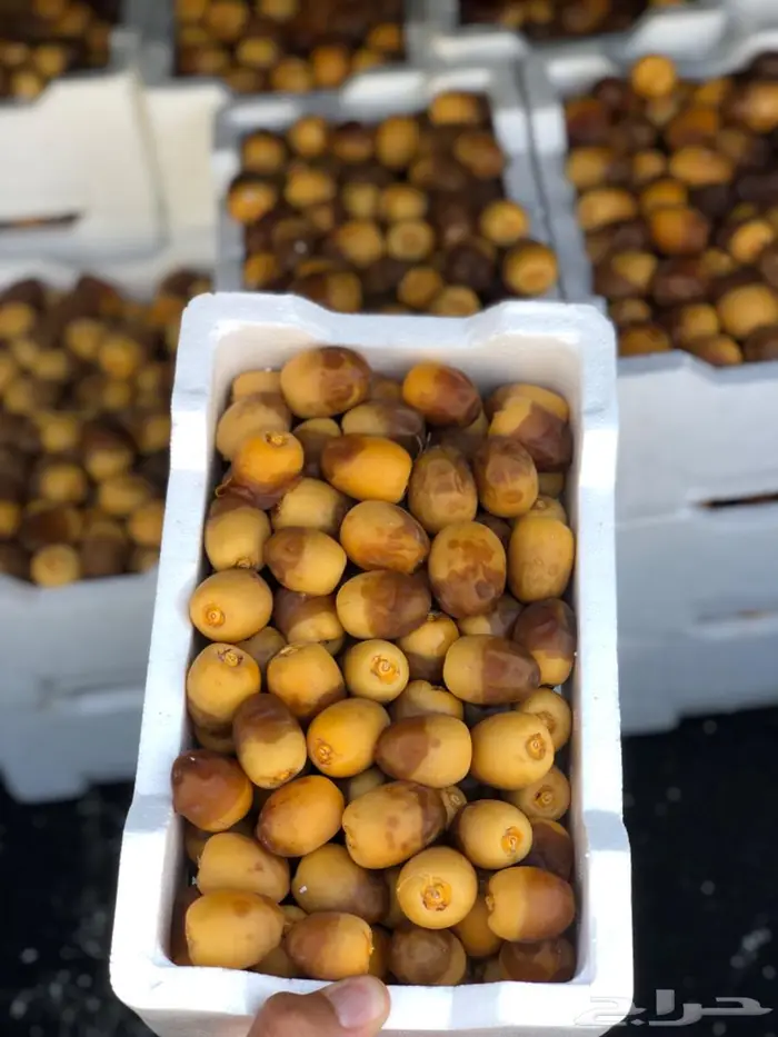 روثانة المدينة 0