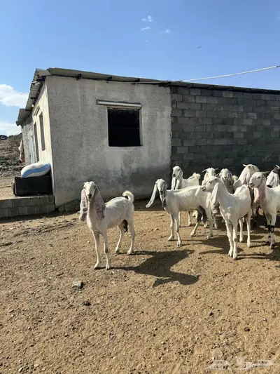 معزا صغار أسنون 3