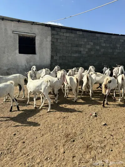 معزا صغار أسنون 4