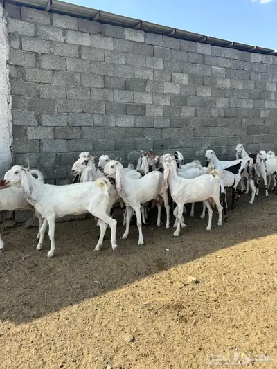 معزا صغار أسنون 0
