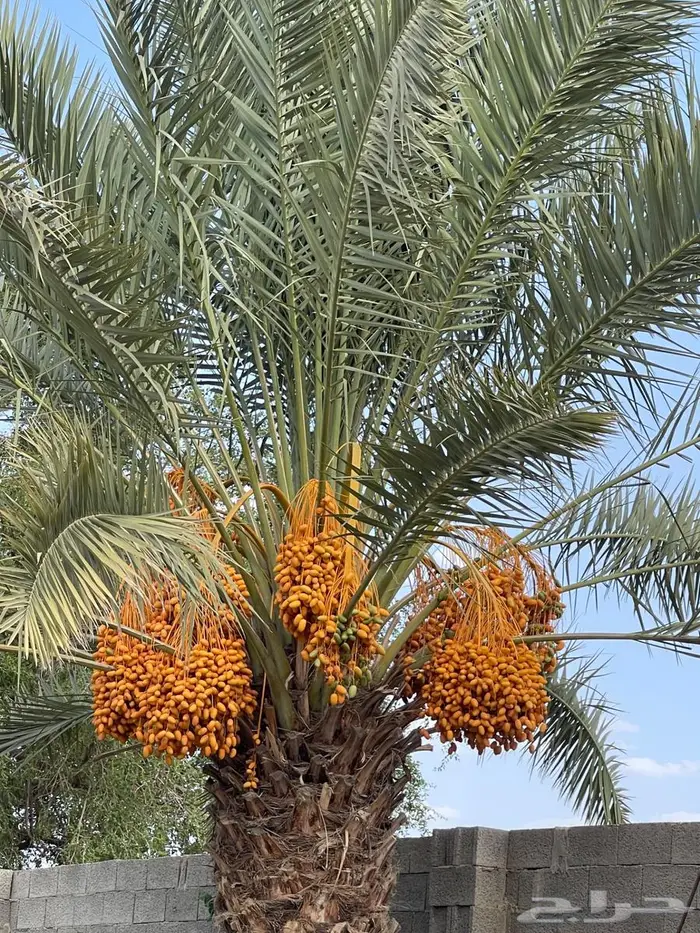 تمر للبيع في العقيق الباحه في النخل سكري قصيمي صفري 0