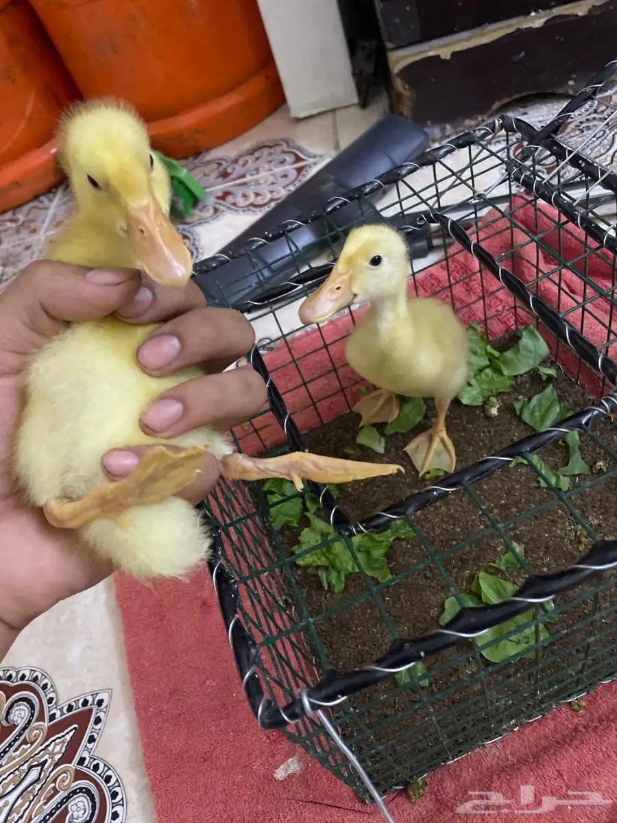 بط للبيع بجميع ملحقاتو 0