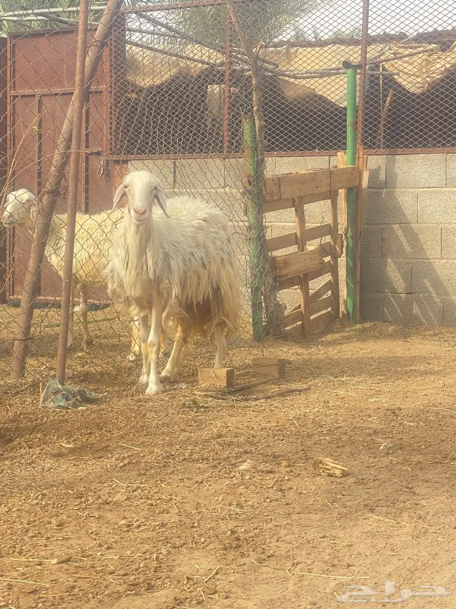 جذعه او قدها ثنيه صنف الصنف 0