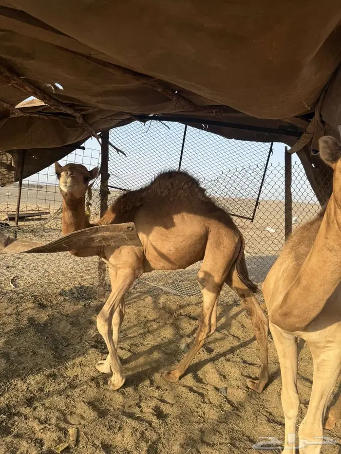 قعدان سمان 0