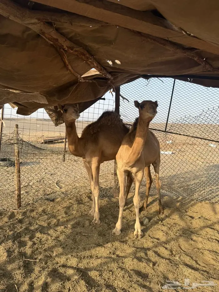 قعدان سمان 1