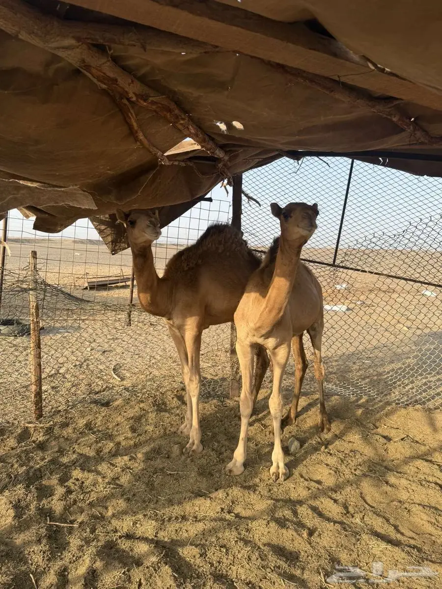قعدان سمان 1
