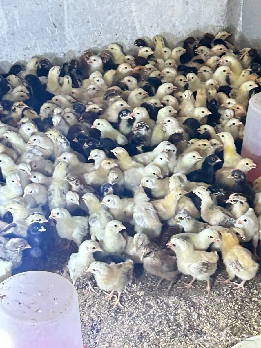 صيصان بلدي 1