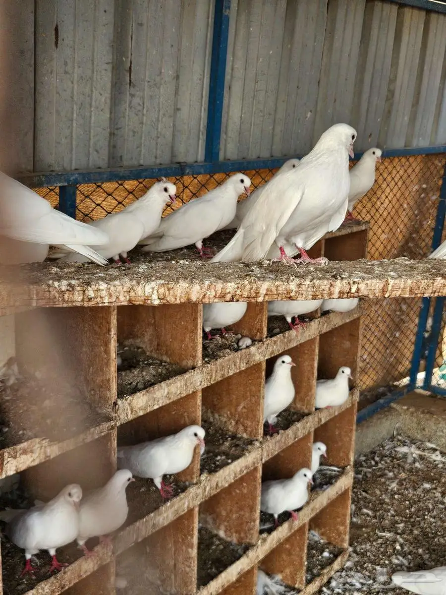 حمام صنعاني index