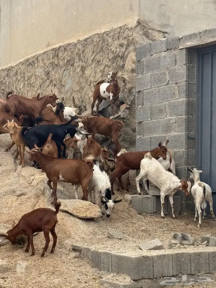 للبيع تيوس ذبايح ومناسبات 4