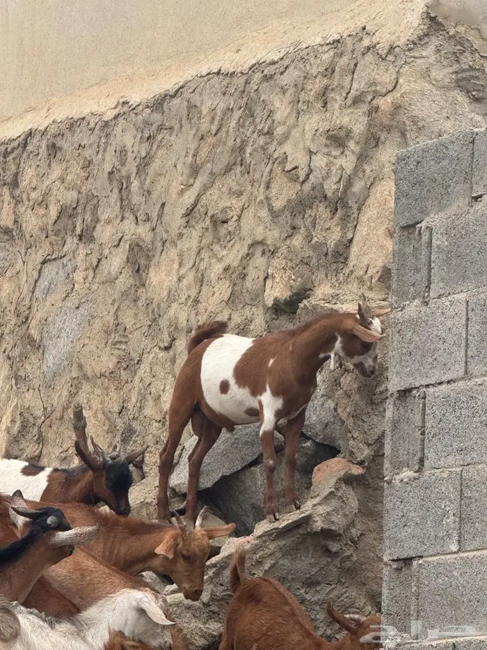 للبيع تيوس ذبايح ومناسبات 0