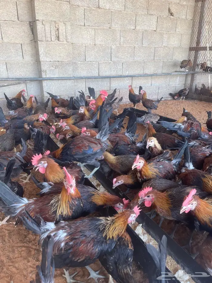 ديوك عربي 0