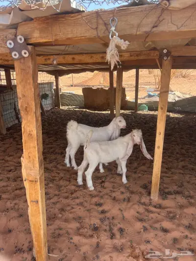 معزا متابيع 2