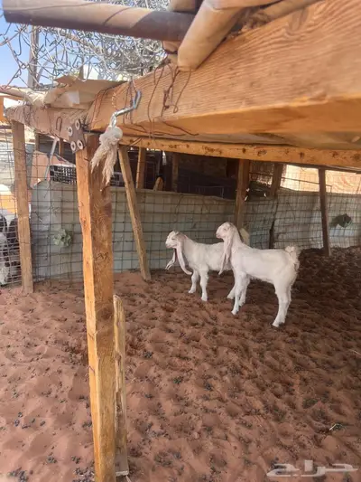 معزا متابيع 1