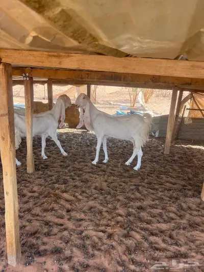 معزا متابيع 4