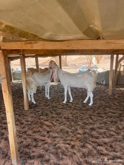 معزا متابيع 0