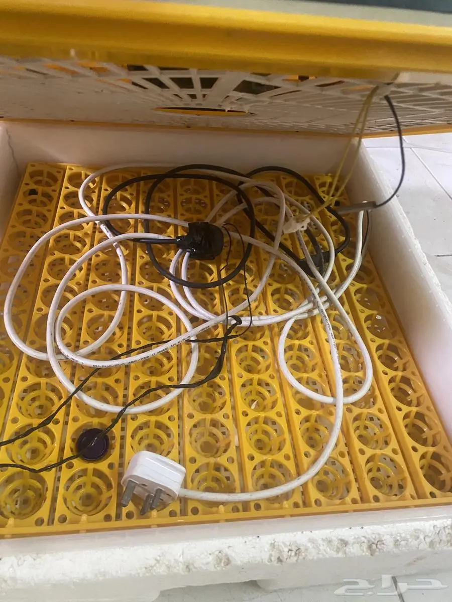 فقاسه تماتيك 98 1